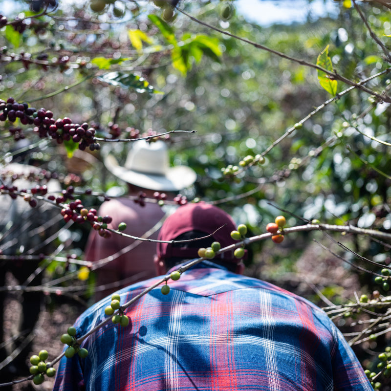 Two coffee farmers walking under branches of coffee plants
