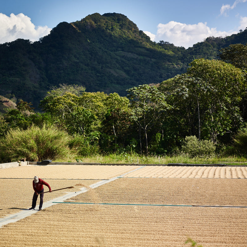 Coffee farmer raking coffee beans as they dry in the sun