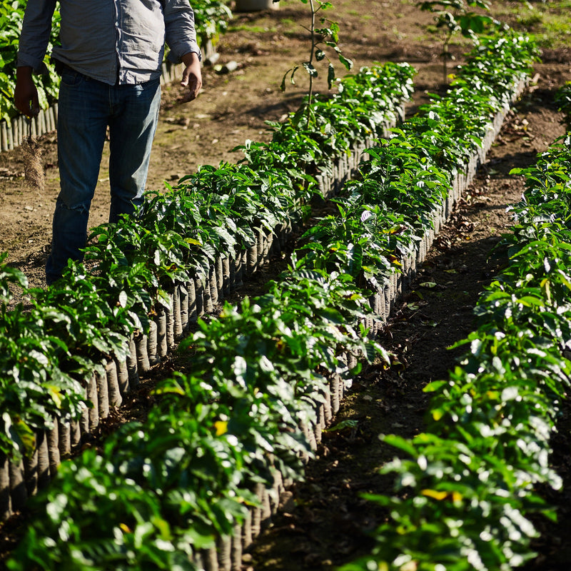 farmer tending to rows of small green coffee plants