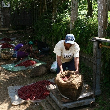 A man wearing a white t-shirt and blue cap stands next to a large scale, handling a burlap sack filled with red chili peppers in an outdoor farm setting. Other workers and sacks of peppers are visible in the background.