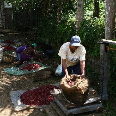 A man wearing a white t-shirt and blue cap stands next to a large scale, handling a burlap sack filled with red chili peppers in an outdoor farm setting. Other workers and sacks of peppers are visible in the background.