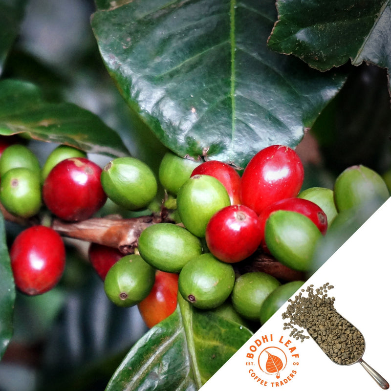 Bunch of bright red and green coffee cherries with dark green leaves.