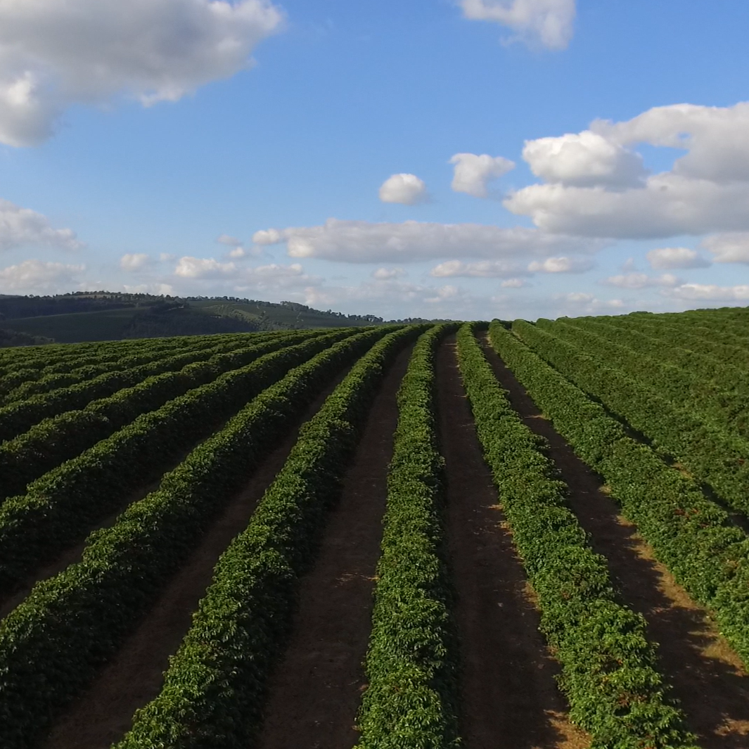 Agricultural field with rows of coffee shrubs under a blue sky with clouds.