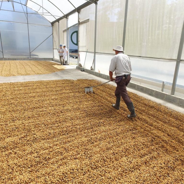 Coffee farmer raking coffee beans drying on the ground.