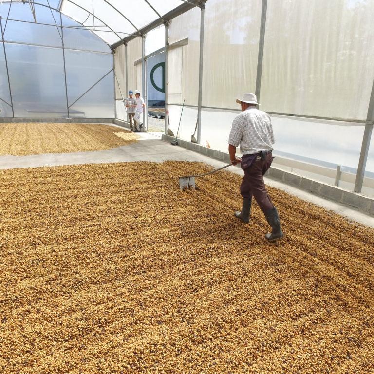 Coffee farmer raking coffee beans drying on ground