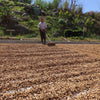coffee farmer raking coffee beans as they dry in the sun