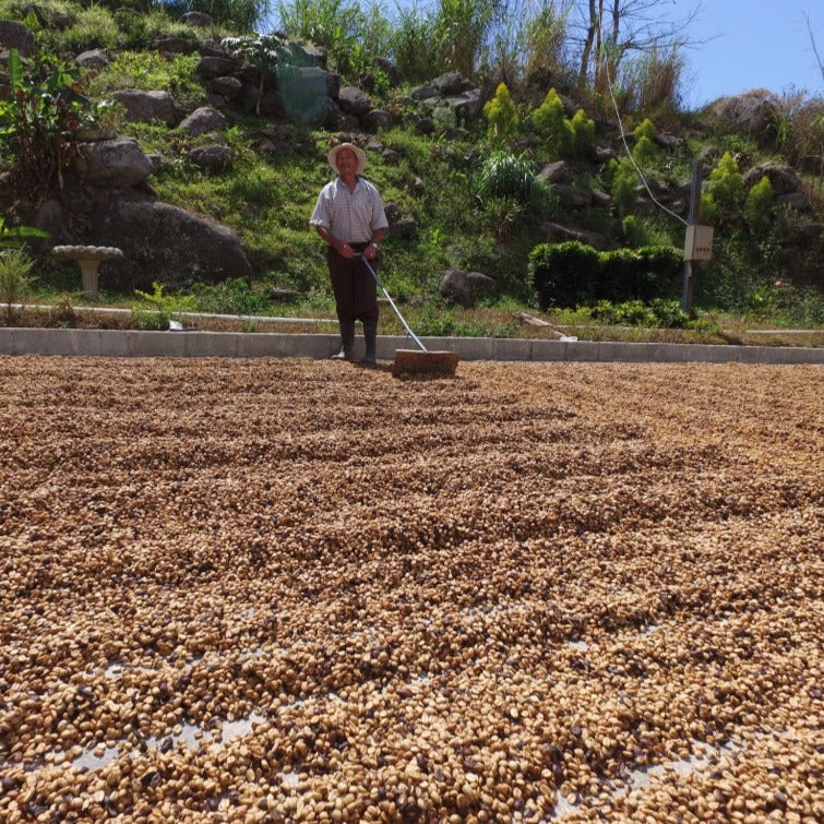 coffee farmer raking coffee beans as they dry in the sun