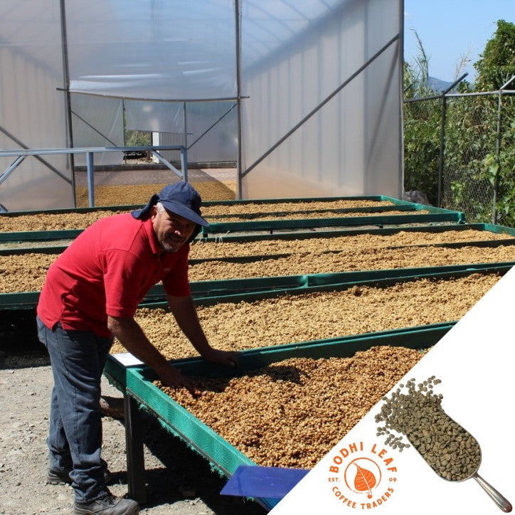 Costa Rica Palmichal Honey Cinnamon Anaerobic - Green