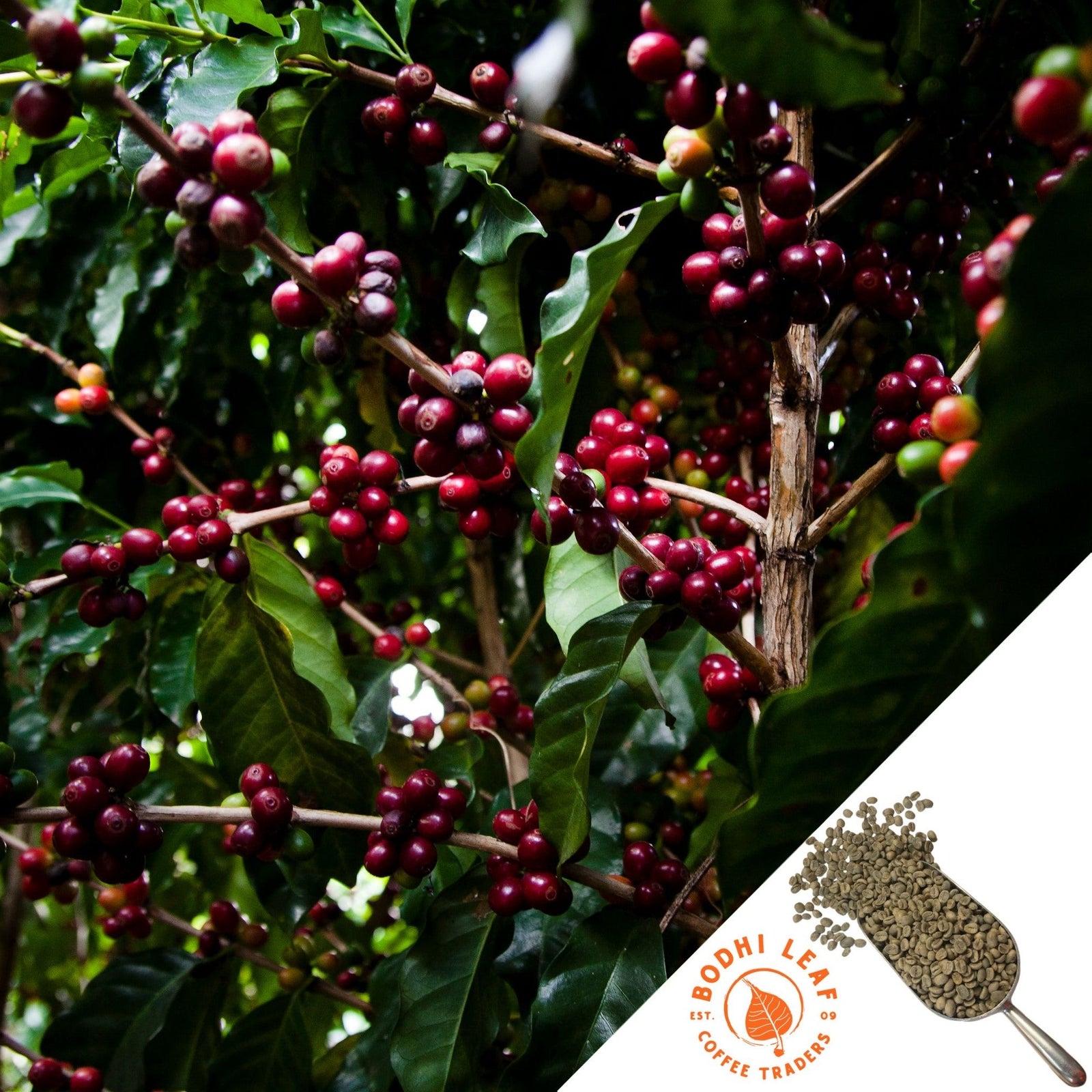 Bunches of red ripe coffee cherries on a coffee shrub with dark green leaves