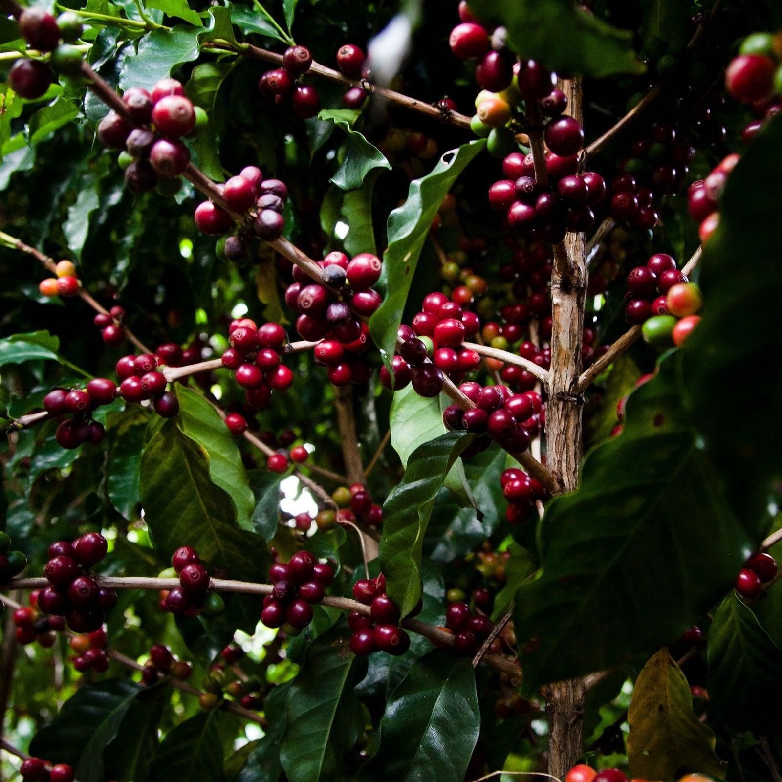 Bunches of red ripe coffee cherries on a coffee shrub with dark green leaves
