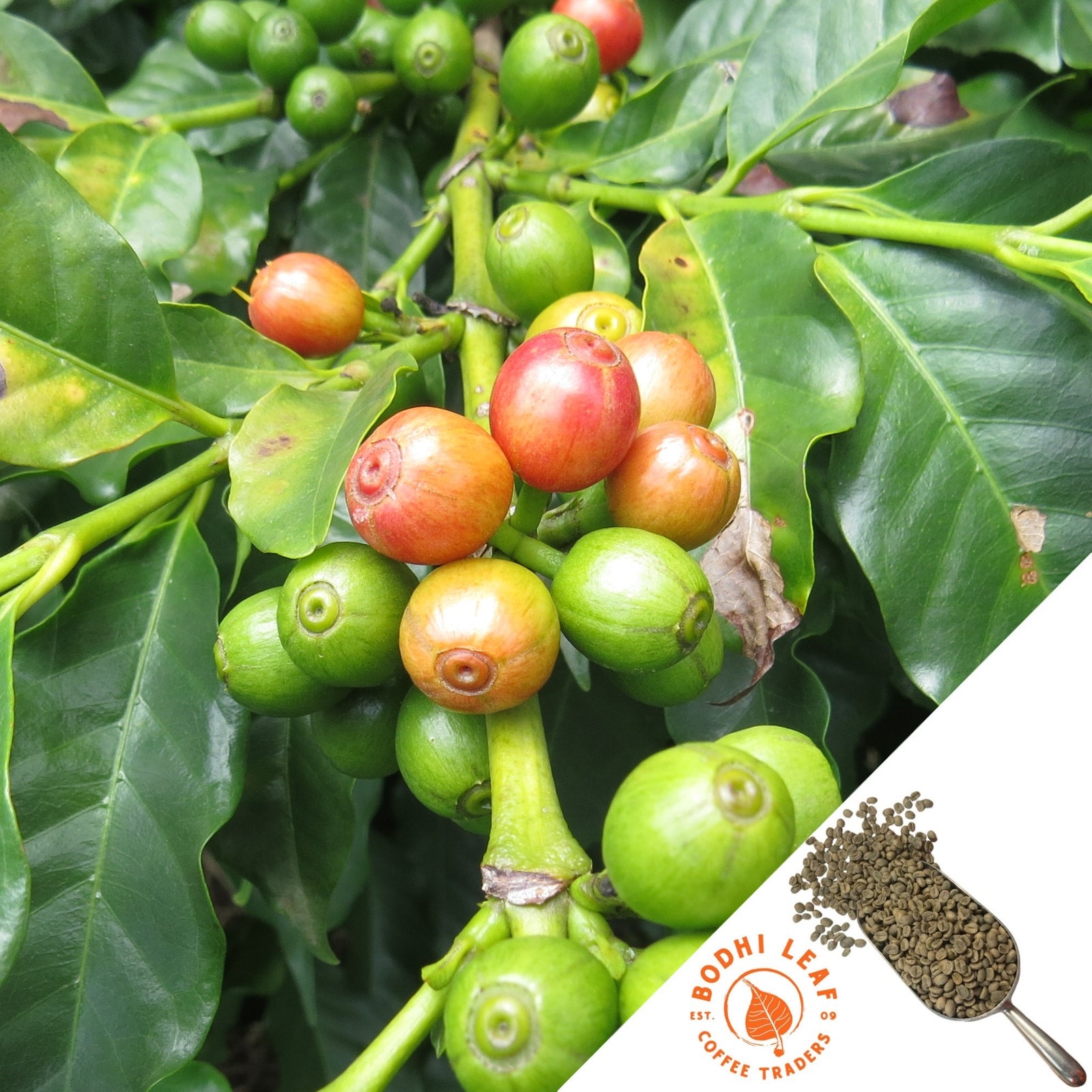 close up of coffee tree with green leaves and ripening coffee beans transitioning from green to pinkish orange hues