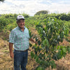 Farmer in a coffee farm, standing next to a green coffee tree. Blue sky with clouds..