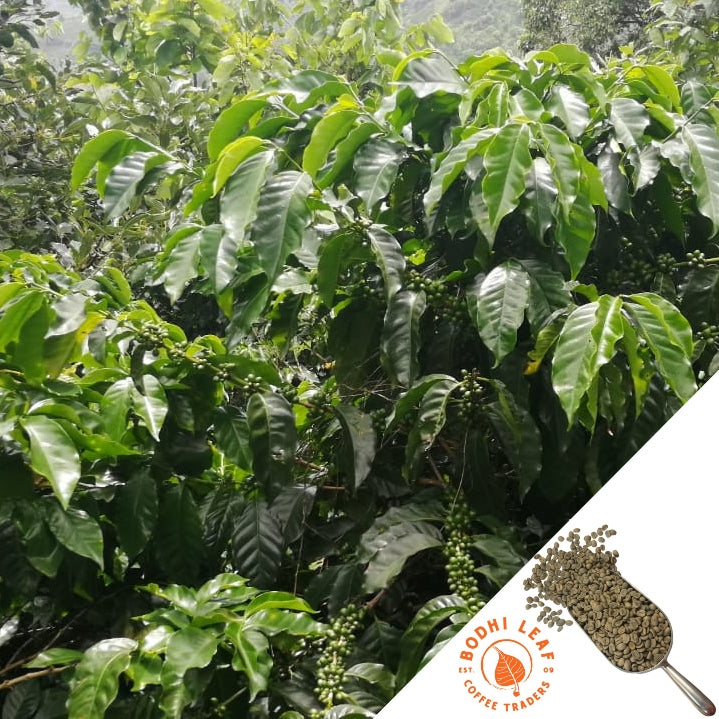 Green coffee shrub with green coffee cherries