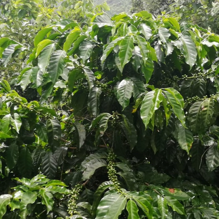 Green coffee shrub with green coffee cherries