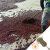 Nicaragua Cabo Azul Estate - Green