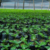 A field of young coffee trees being grown in individual black bags