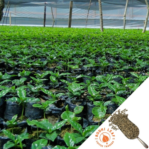 A field of young coffee trees being grown in individual black bags