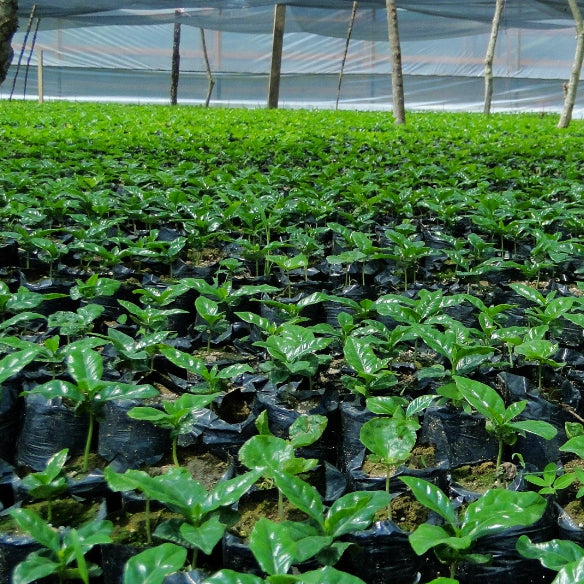 A field of young coffee trees being grown in individual black bags