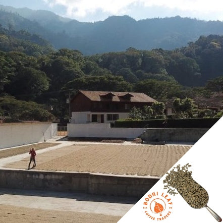 Green hills in the background. Man spreading out a field of coffee cherries to dry with coffee mill behind him.