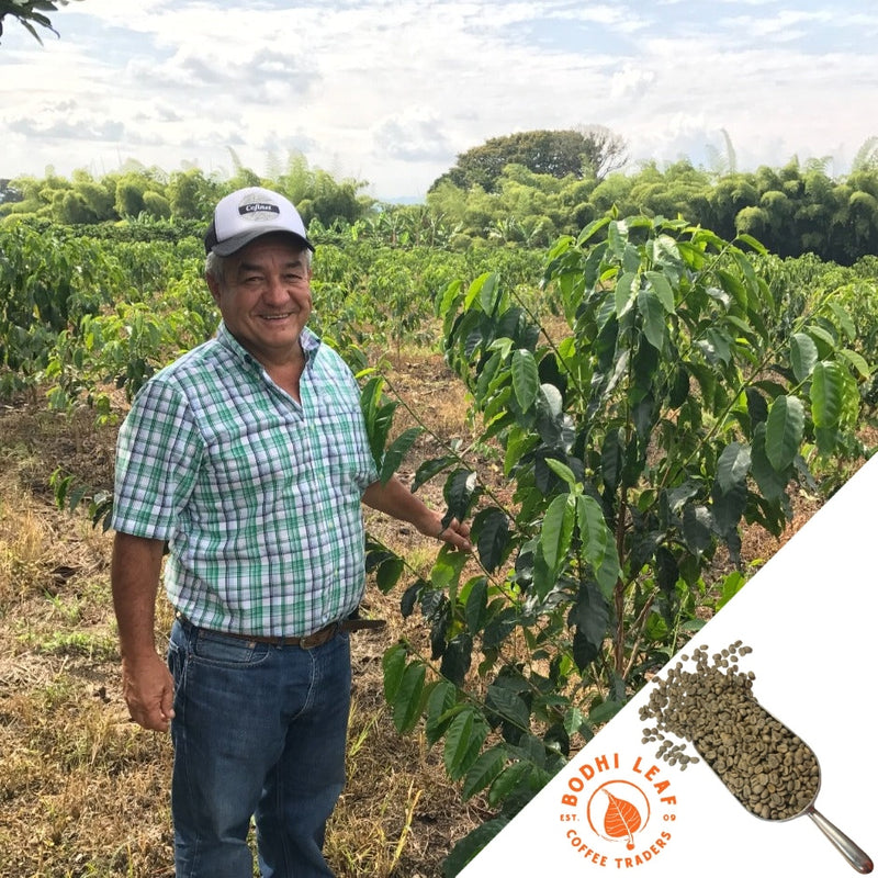 Farmer in the middle of a coffee farm standing next to a coffee tree. Sky in background is blue with clouds.