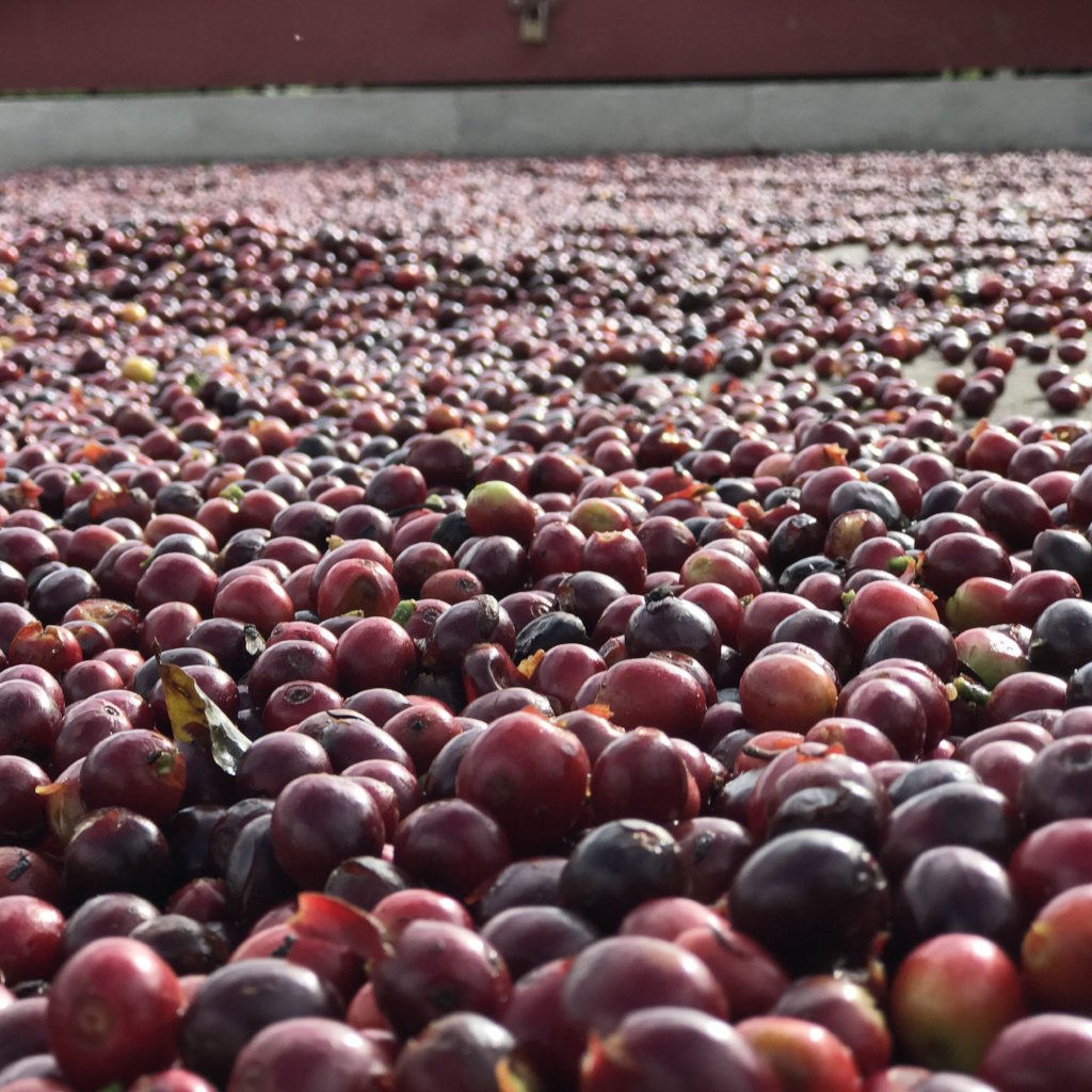 Close up of a pool of deep red cherries laying out to dry.