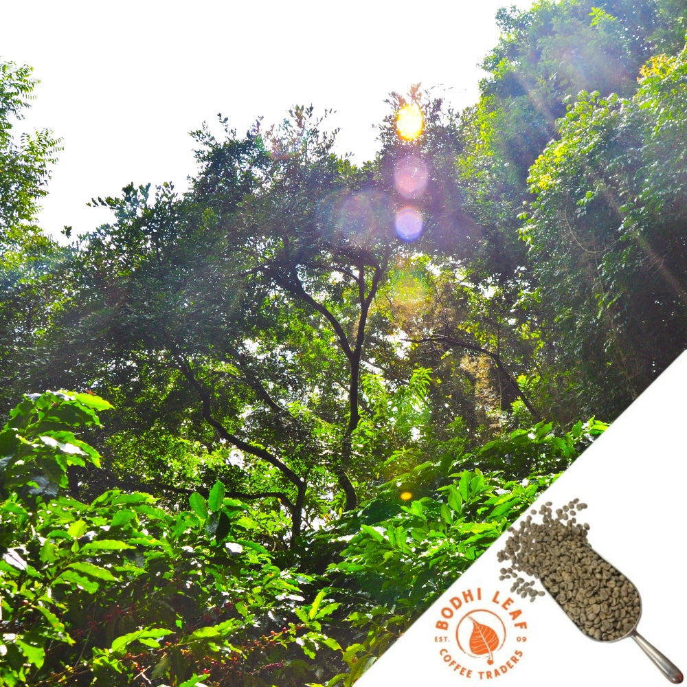 Sun shining on green coffee trees with red coffee cherries.