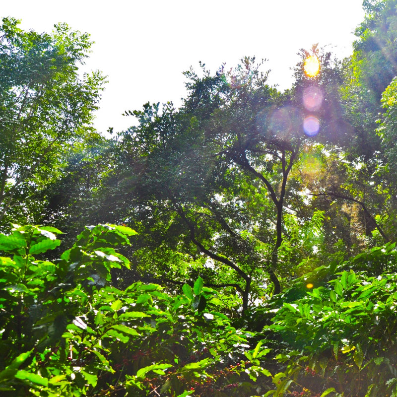 Sun shining on green coffee trees with red coffee cherries