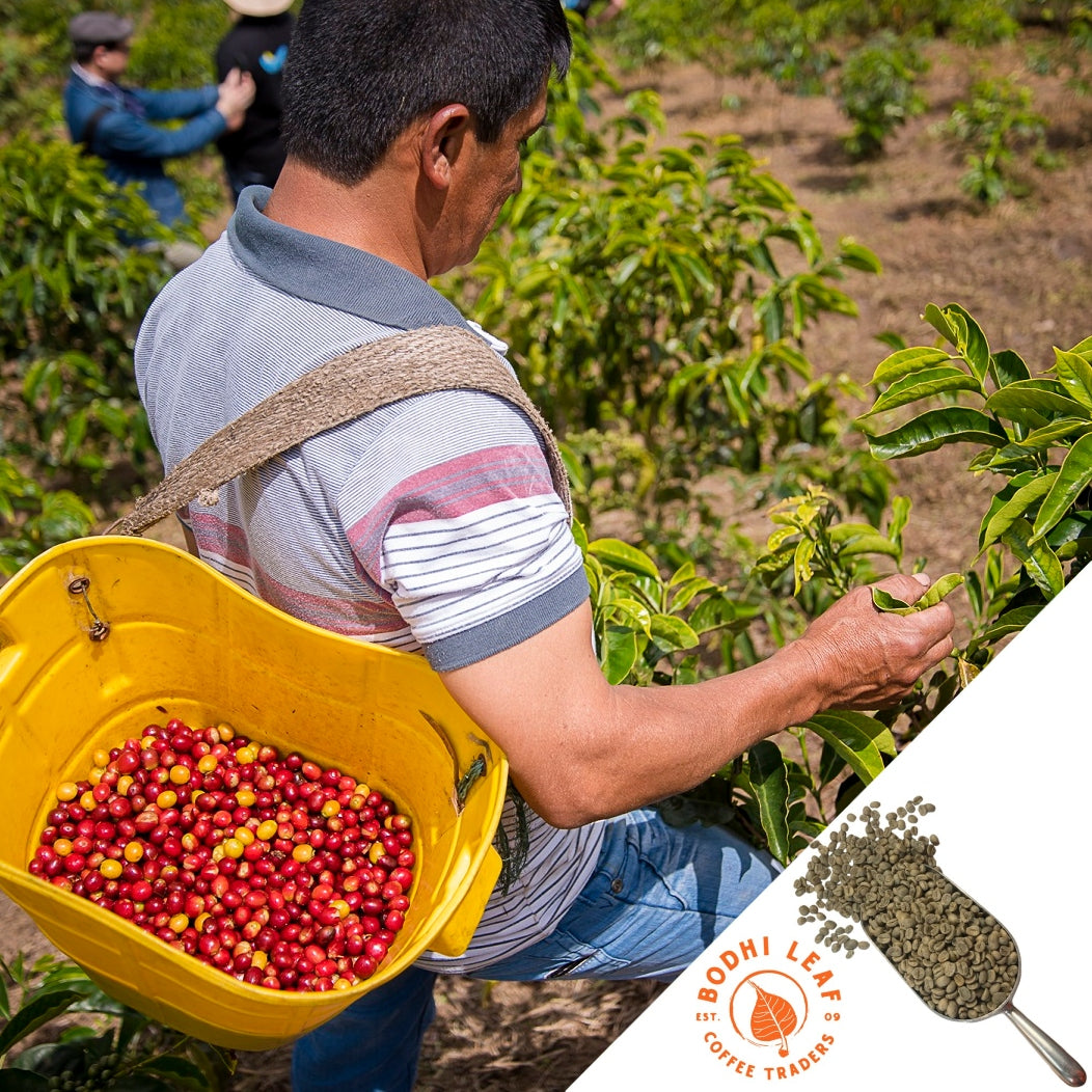 Coffee farmer carrying yellow bucket full of ripe coffee cherries