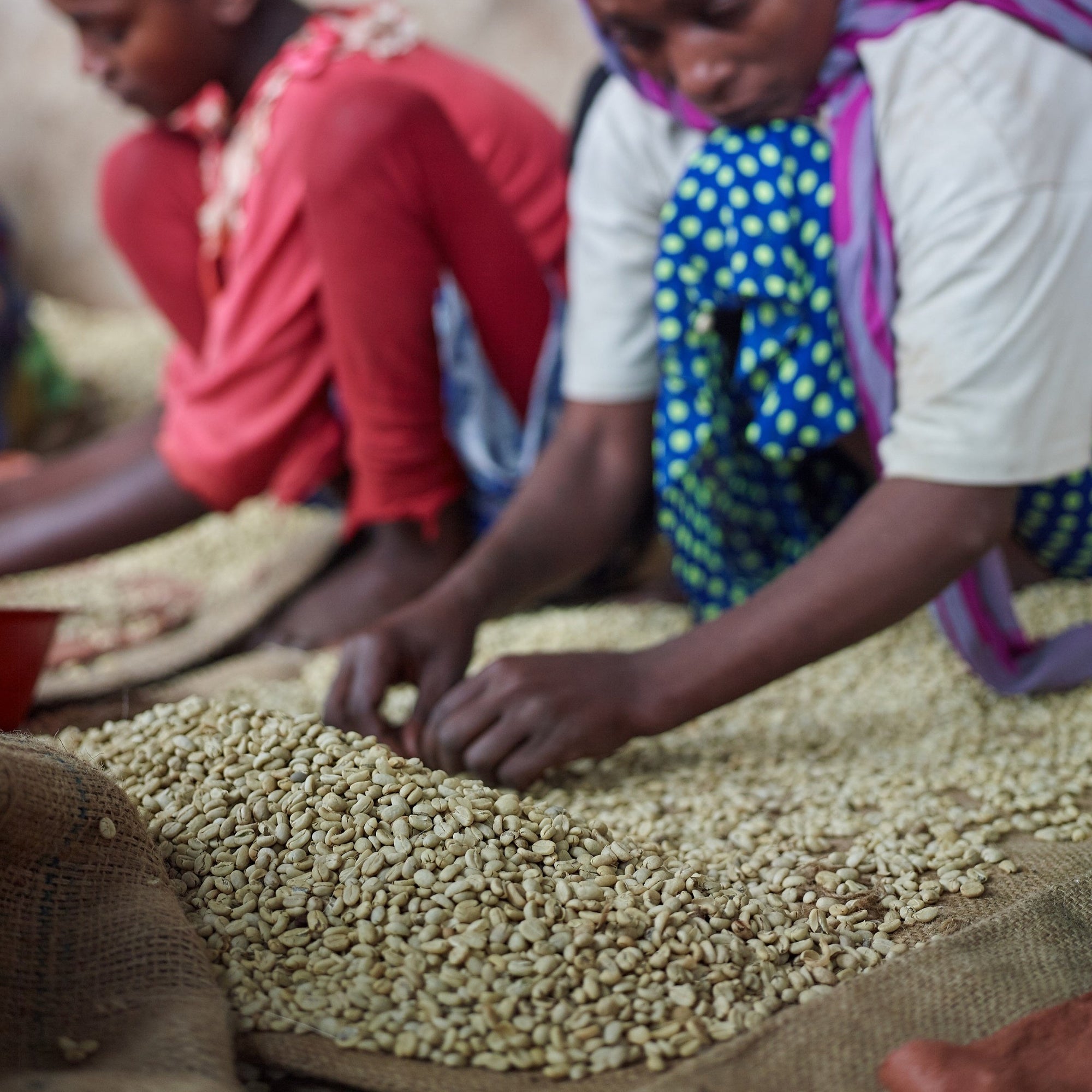 Coffee farmer sorting beans on burlap bag