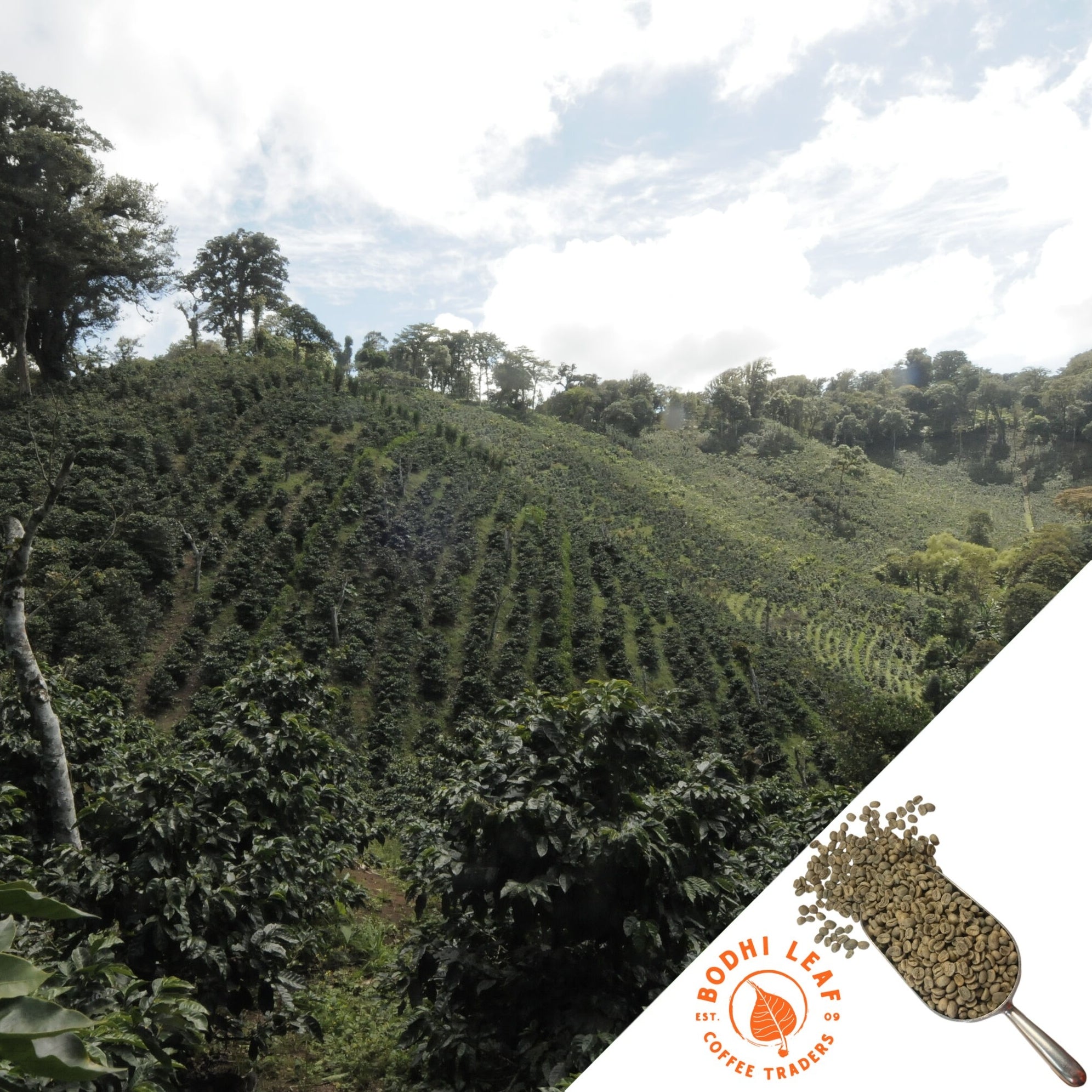 Hillside of green coffee farm and rows of coffee trees. Beautiful green hillside.