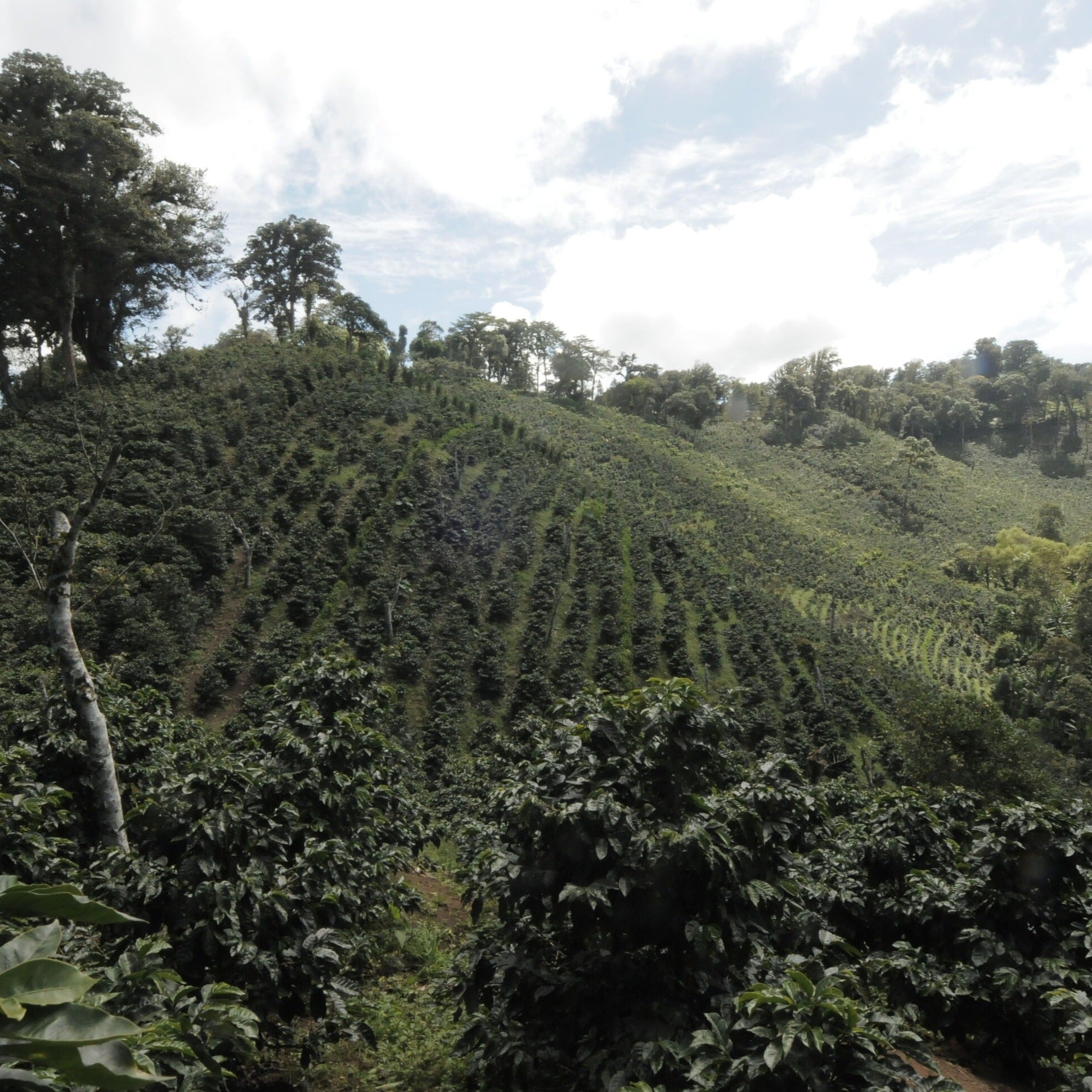 Hillside of coffee farm, with rows and green trees and vibrant green hillside.