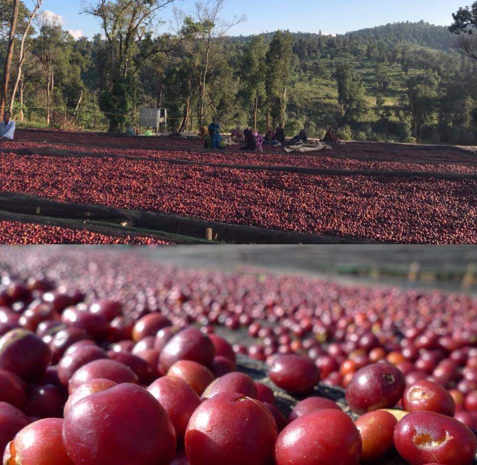 Basins filled with bright red coffee cherries, and green hills with various trees in the horizon.