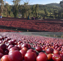 Ethiopia Kochere Washed Gr2 - Bodhi Leaf Coffee Traders — photo published by Bodhi Leaf Coffee Traders