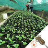 man tending to large quantity of young coffee plants in black pots