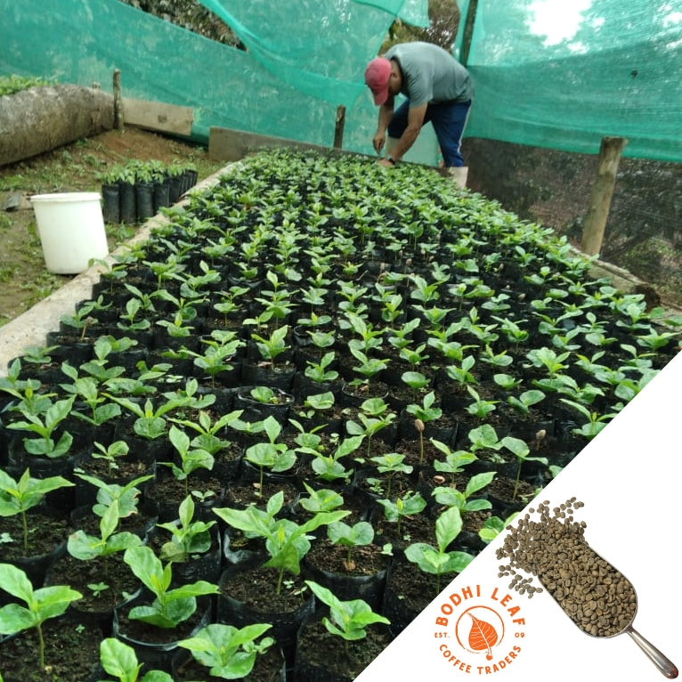 man tending to large quantity of young coffee plants in black pots
