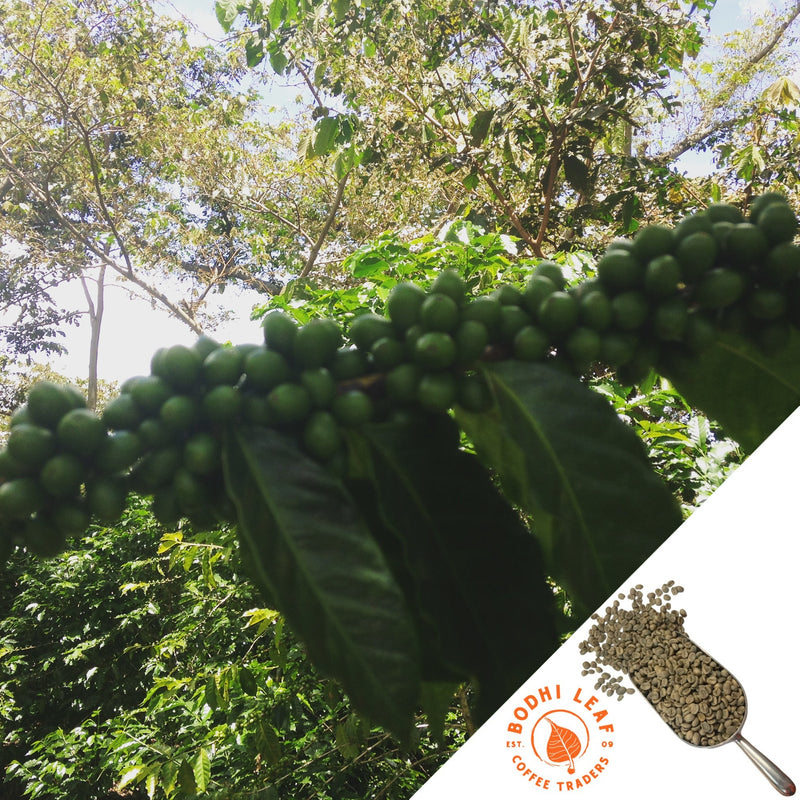 Close up of branch with cluster of green coffee cherries