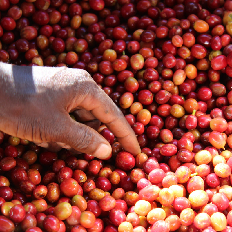 Hand of a coffee farmer picking up a single coffee cherry