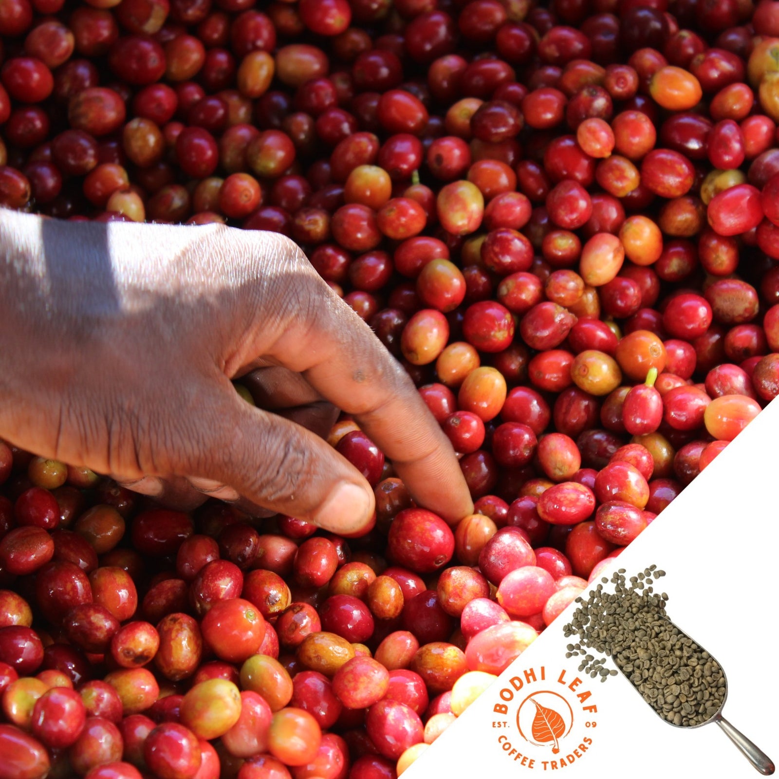 Ethiopia Layo Teraga Gr1 Washed  - Green