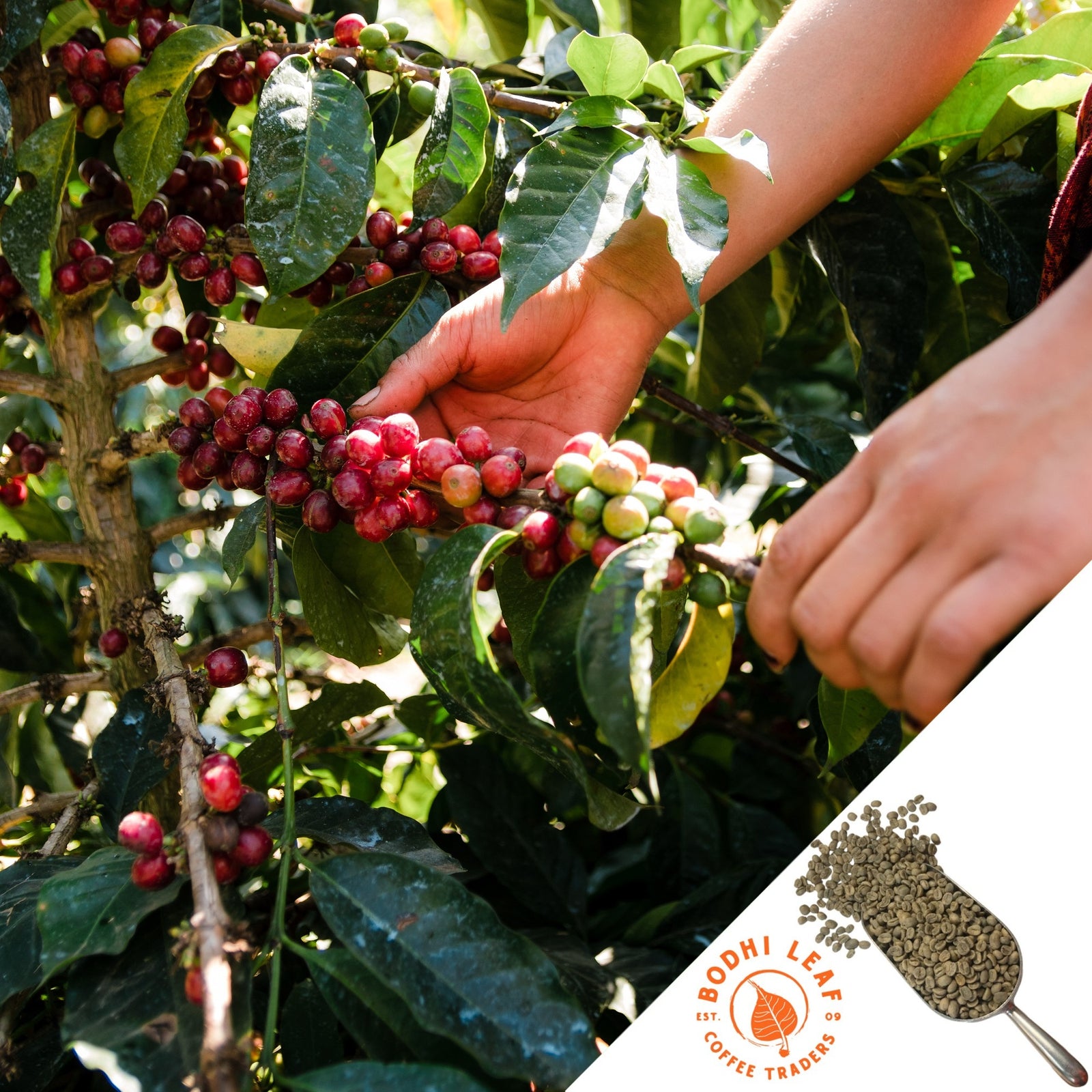 A person's hand picking red coffee berries from a tree with green leaves and a logo of Bodhi Leaf Coffee Trainer at the bottom.
