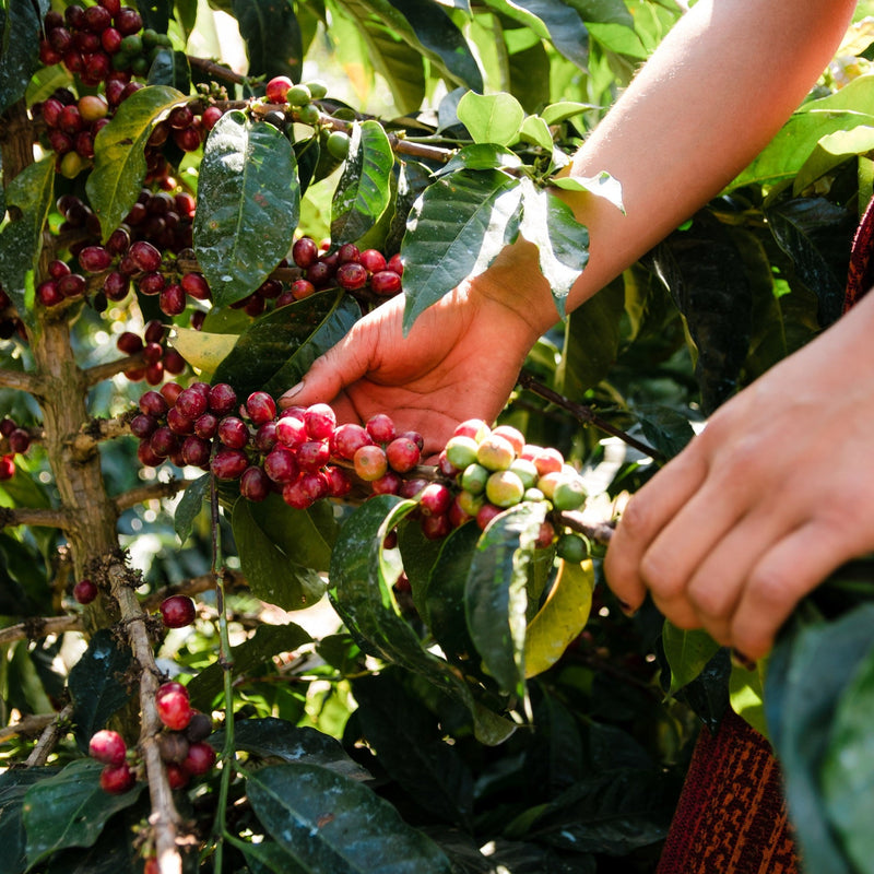 Coffee farmer holding a branch of ripe red coffee cherries