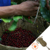 Basket full of red coffee cherries