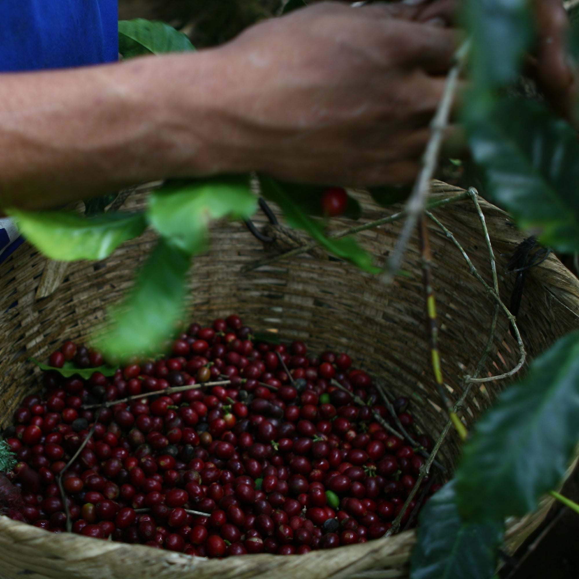 Basket full of red coffee cherries