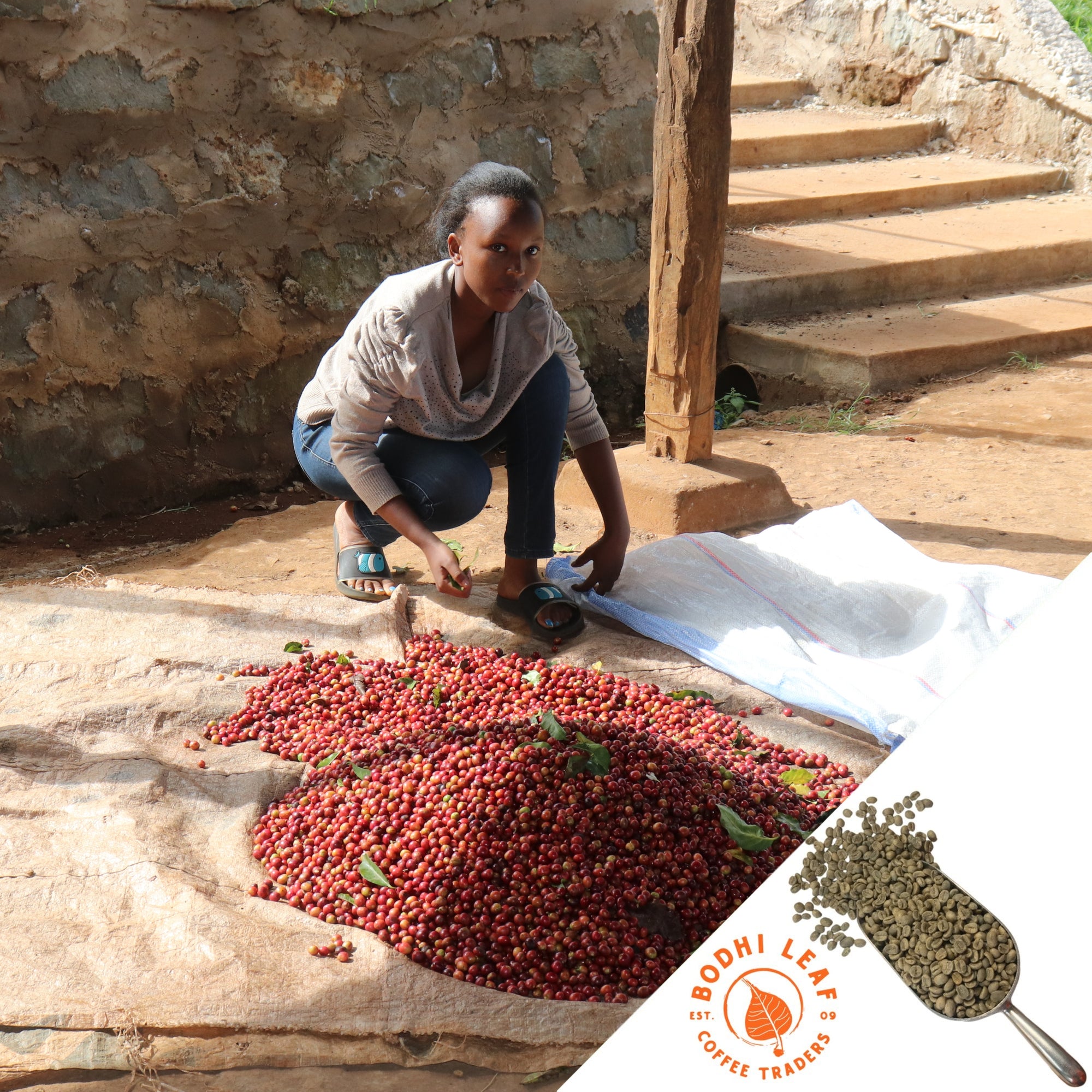 A young woman bending down spreading ripe red coffee cherries  out on burlap bags to dry.
