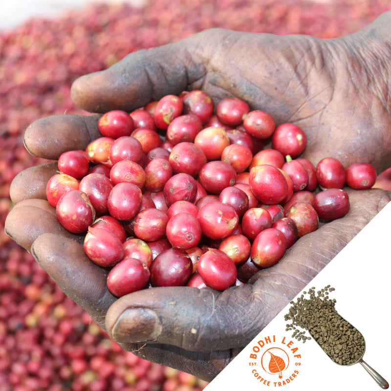 Man cupping hands together holding coffee cherries in his hands. Coffee cherries are blurred in background.
