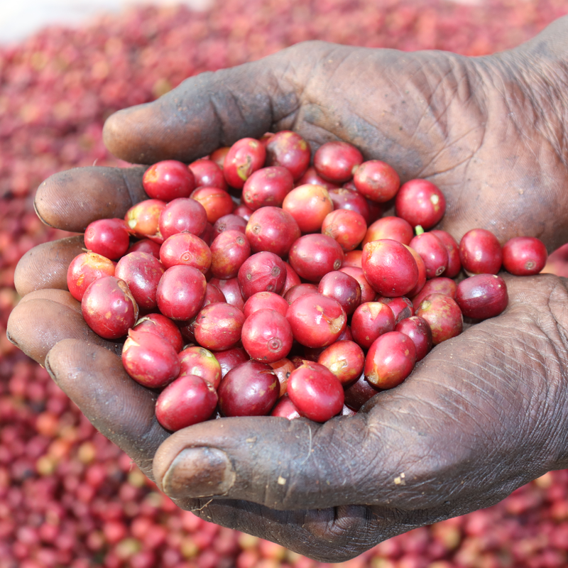 Man cupping hands together holding coffee cherries in his hands. Coffee cherries are blurred in background.