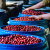 Blue bins filled with ripe red coffee cherries