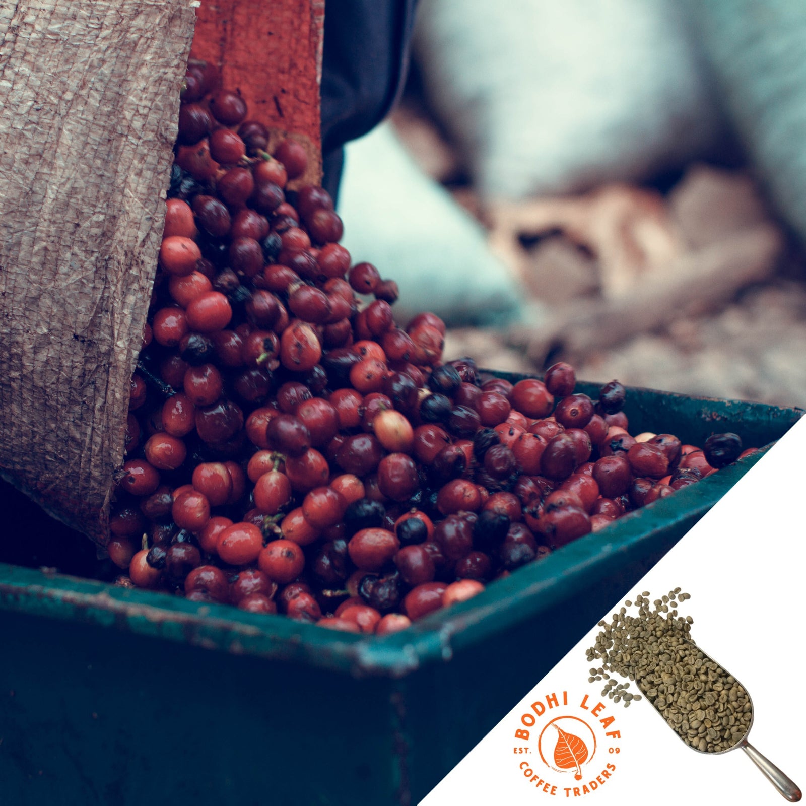 A collection of red and brown coffee beans in a green container, with a label indicating 'Bodhi Leaf Coffee' and a description of the product as washed coffee from Costa Rica.
