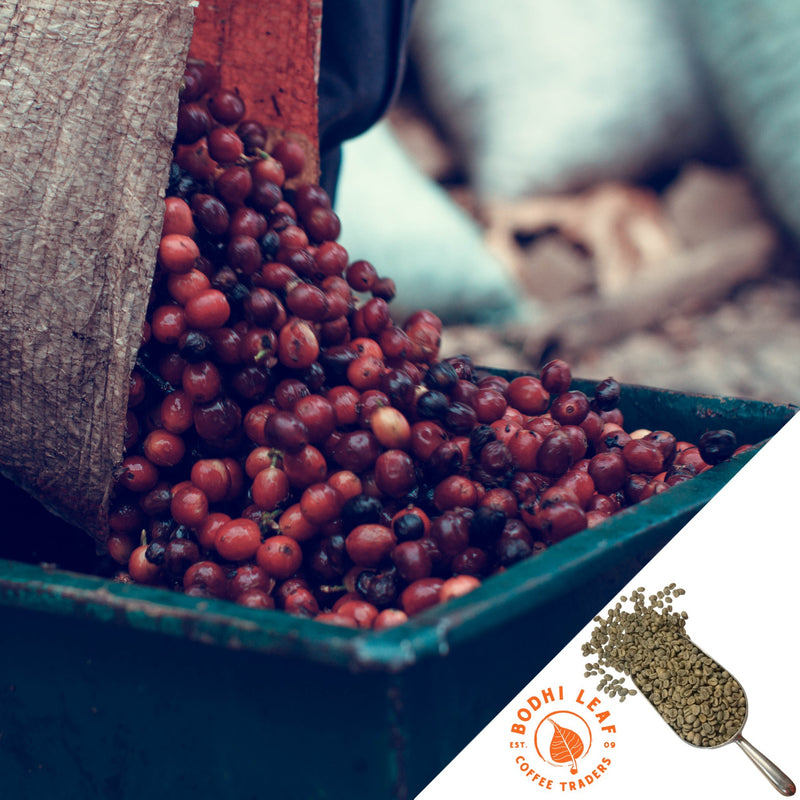 Costa Rica Tarrazu La Esperanza Washed - Green