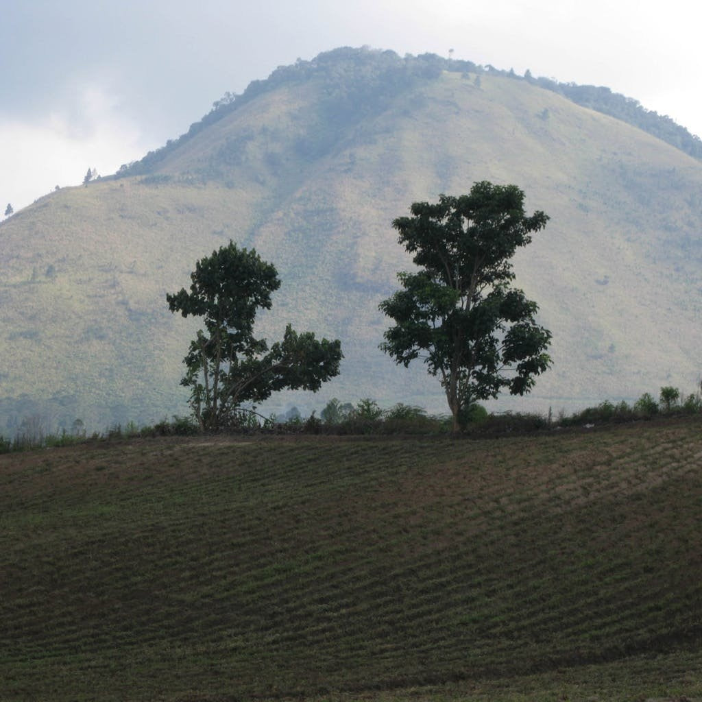 A field of coffee trees on a hilly farm with a mountain in the background.