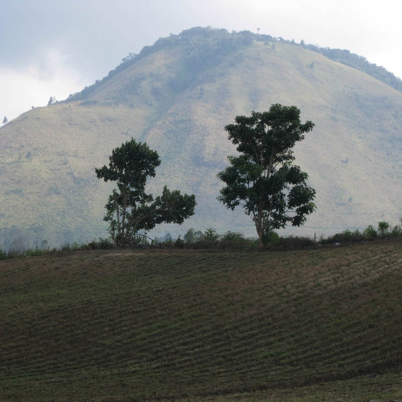 A field of coffee trees on a hilly farm with a mountain in the background.